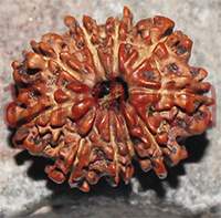 9 mukhi 27- 23x18.5x14.2